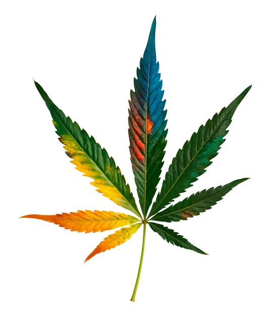 Un primer plano de una hoja de maleza aislada