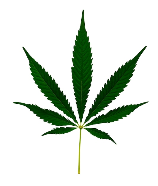 Un primer plano de una hoja de maleza aislada
