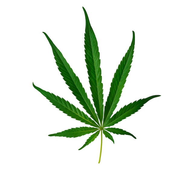 Un primer plano de una hoja de maleza aislada
