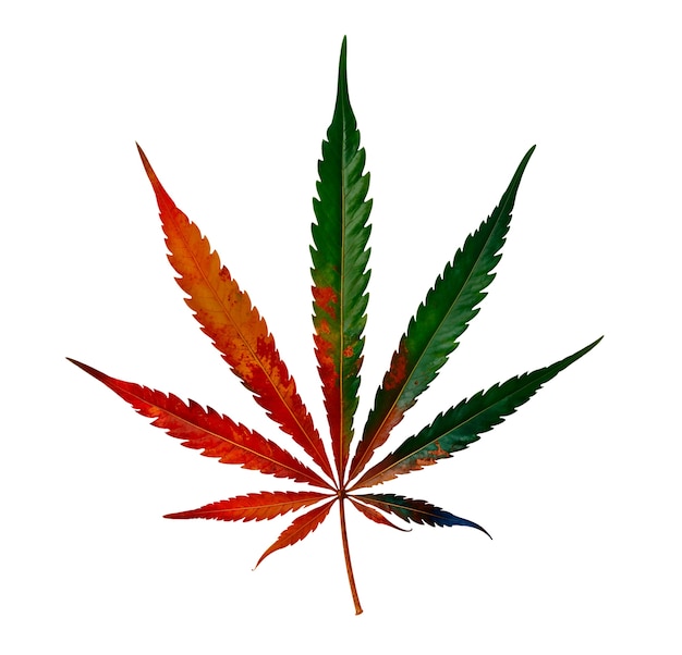 Un primer plano de una hoja de maleza aislada