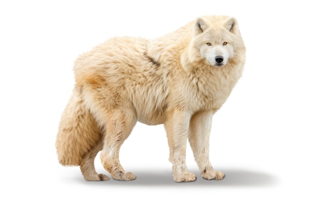 Un primer plano del lobo aislado