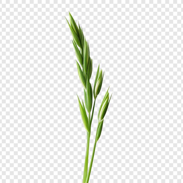 Un primer plano de una planta de avena verde vibrante que muestra su delicada estructura y belleza natural Perfecto para contenido botánico agrícola o relacionado con la salud