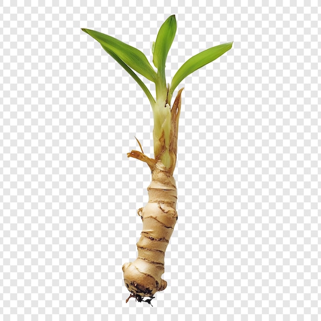 Primer plano de la planta de galangal rizoma de galangal fresco con brotes verdes