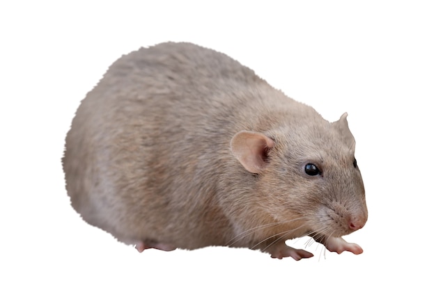 Un primer plano de una rata aislada