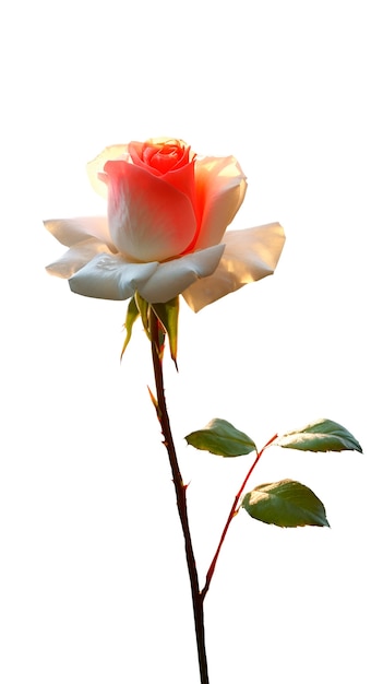 Primer plano de rosas aisladas