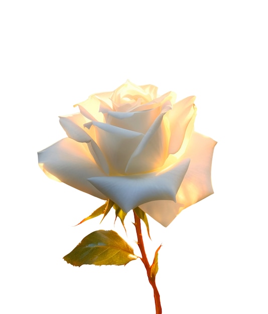 Primer plano de rosas aisladas