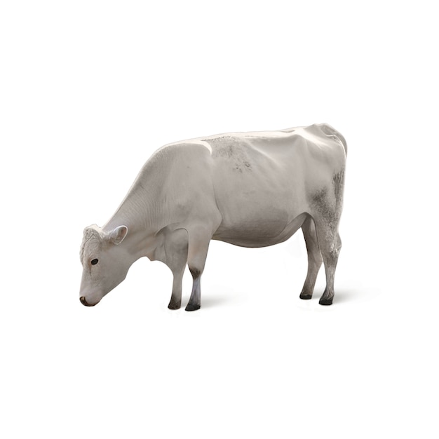 Primer plano de la vaca aislada