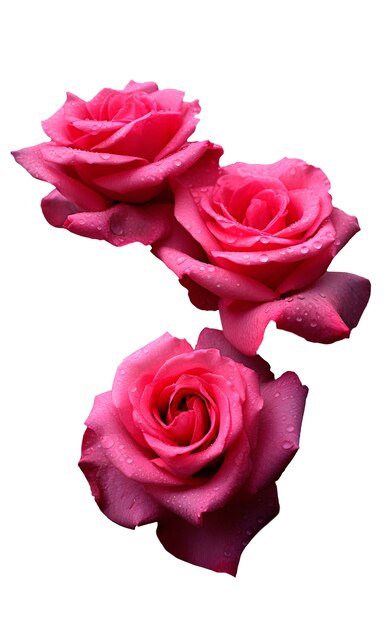Primo piano su rose isolate
