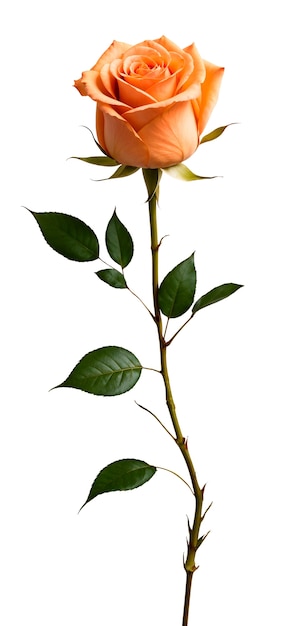 Prossimo piano su Rose isolata