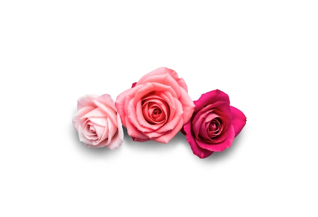 Prossimo piano su Rose isolata