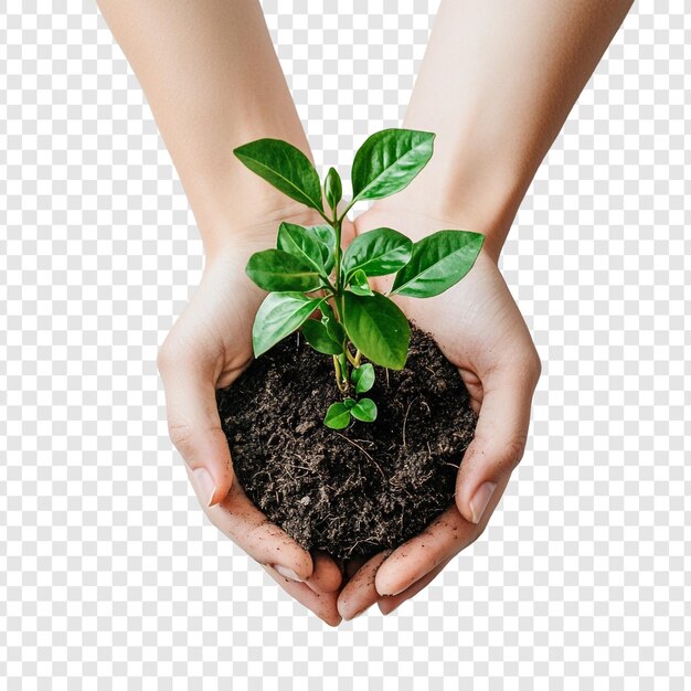 Protegiendo nuestro planeta Manos sosteniendo un joven brote que simboliza el crecimiento y la conservación del medio ambiente