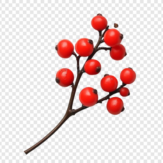Una rama de bayas rojas vibrantes Un primer plano de las bayas de acebo festivas