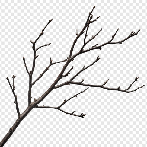 Una rama desnuda aislada sobre un fondo blanco Un primer plano detallado de una rama de árbol de invierno