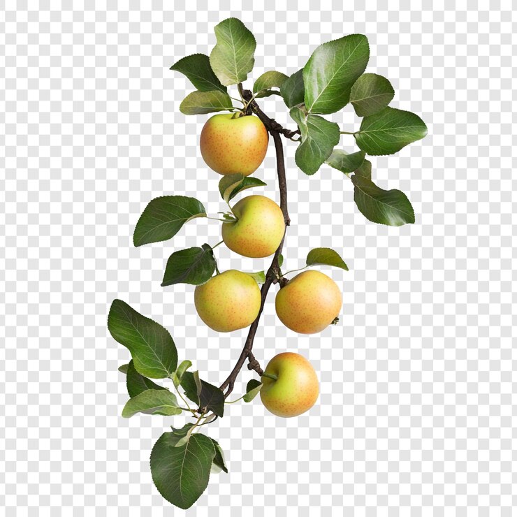 PSD gratuito una rama de manzanas frescas