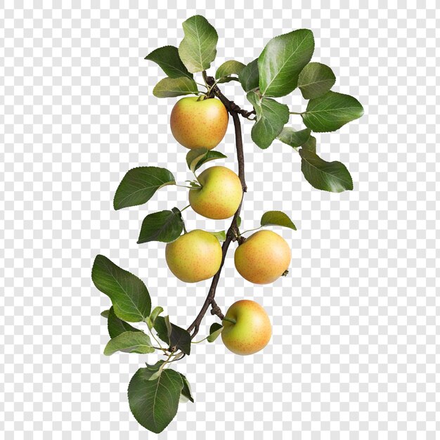 Una rama de manzanas frescas