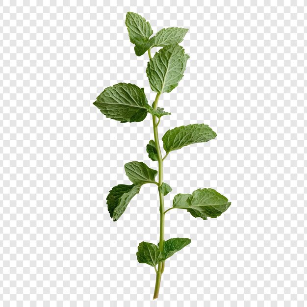 La rama de menta fresca es una hierba vibrante de cerca