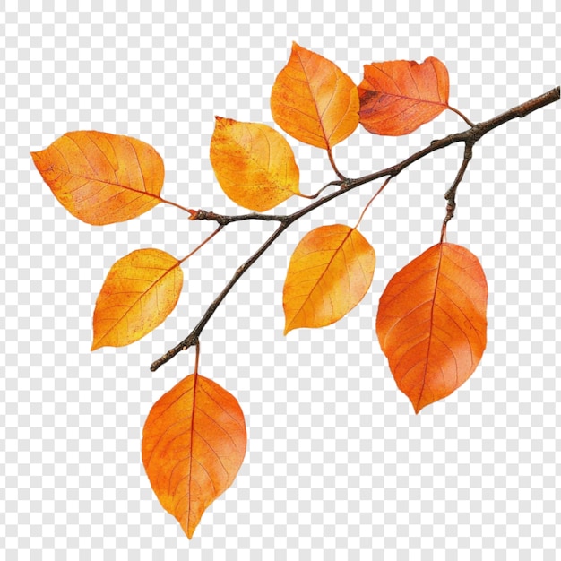 La rama de otoño con hojas de naranja vibrantes