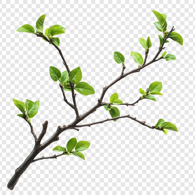 La rama de primavera con hojas verdes frescas, un símbolo de renovación y crecimiento