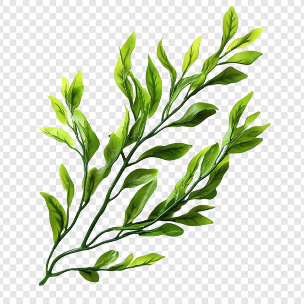 rama verde exuberante con hojas vibrantes naturaleza vegetación follaje planta botánica primavera verano aislado fondo blanco