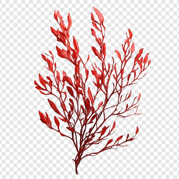 Ramas de algas rojas vibrantes de cerca