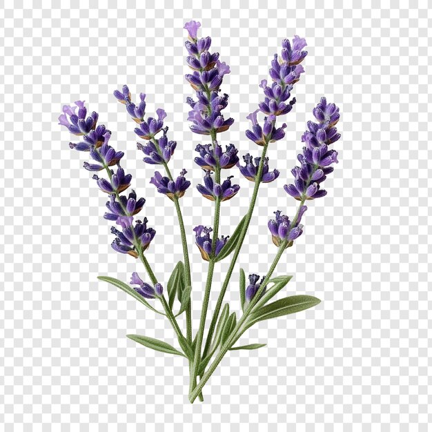 Ramo aromático de lavanda Flores púrpuras y tallos verdes