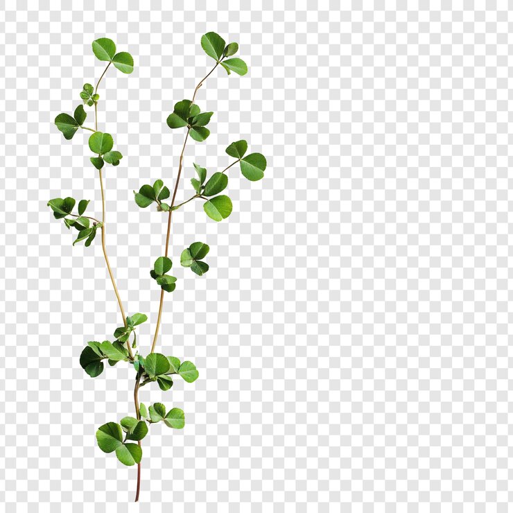PSD gratuito ramo di trifoglio verde vibrante
