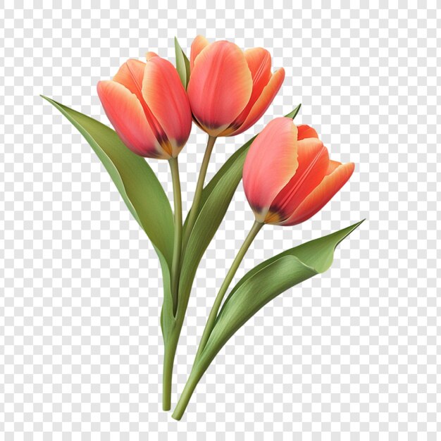 Un ramo de tres tulipanes vibrantes