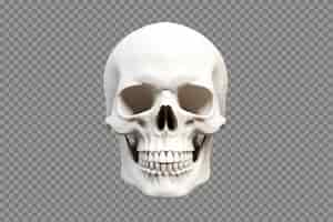 Gratis PSD realistische geïsoleerde schedel op transparante achtergrond
