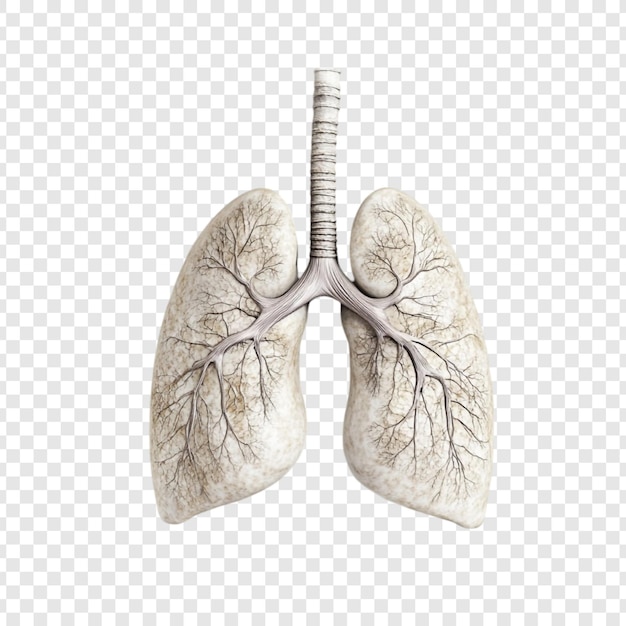 Renderización detallada en 3D de pulmones humanos que muestra la intrincada estructura del árbol bronquial en tonos marrones contra un fondo transparente ideal para ilustraciones médicas o anatómicas