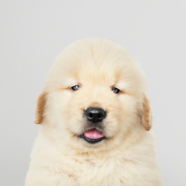 Retrato de un adorable cachorro de Golden Retriever