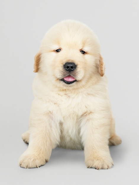 Retrato de un adorable cachorro de Golden Retriever