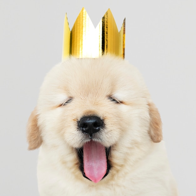 Retrato de un cachorro de Golden Retriever con una corona