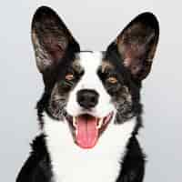 PSD gratuito retrato de un feliz cardigan welsh corgi