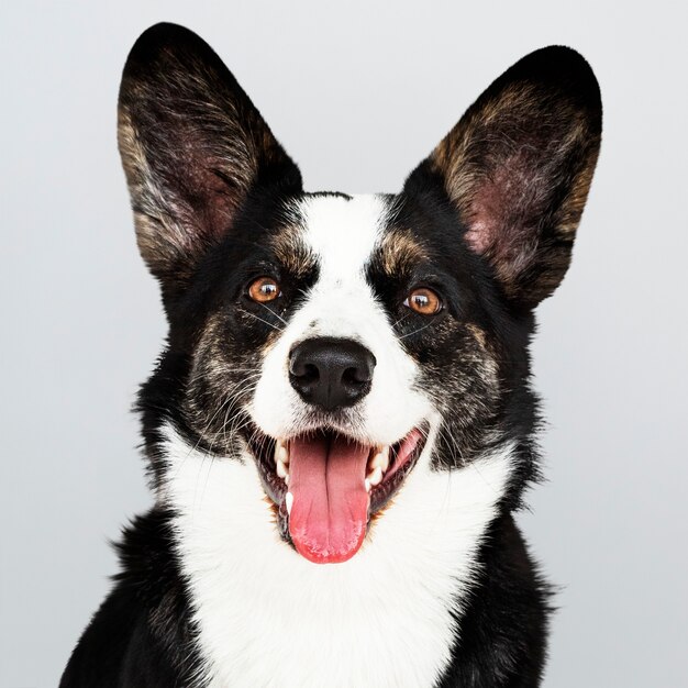 Retrato de un feliz Cardigan Welsh Corgi