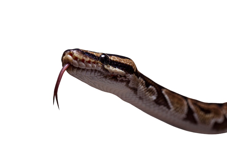 PSD gratuito retrato lindo del animal doméstico de la serpiente