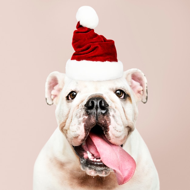 Retrato de un perrito lindo del dogo que lleva un sombrero de Papá Noel