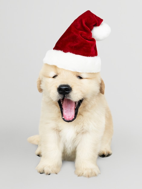 PSD gratuito retrato de un perrito lindo del golden retriever que lleva un sombrero de papá noel