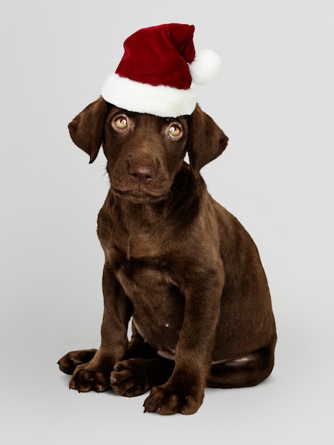 Retrato de un perrito lindo del labrador retriever que lleva un sombrero de Papá Noel