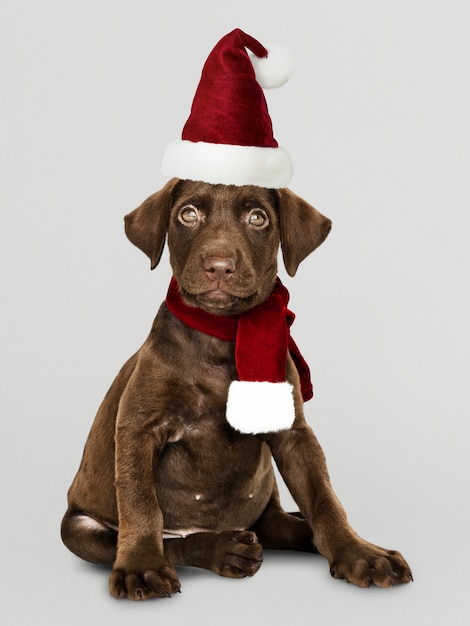 Retrato de un perrito lindo del labrador retriever que lleva un sombrero de Papá Noel