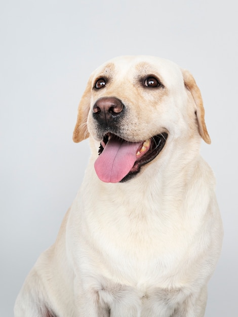 Retrato de un perro labrador retriever