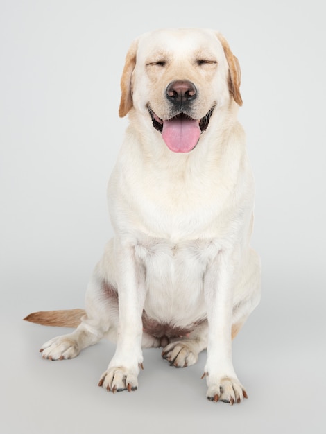 Retrato de un perro labrador retriever