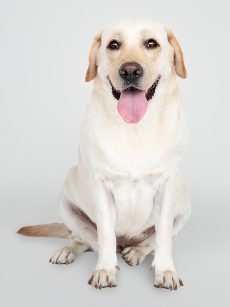 Retrato de un perro labrador retriever