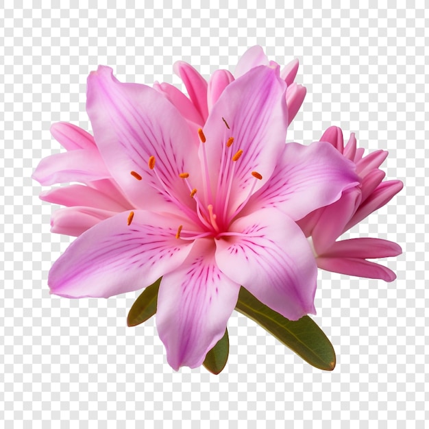 Gratis PSD rhododendron bloem geïsoleerd op transparante achtergrond