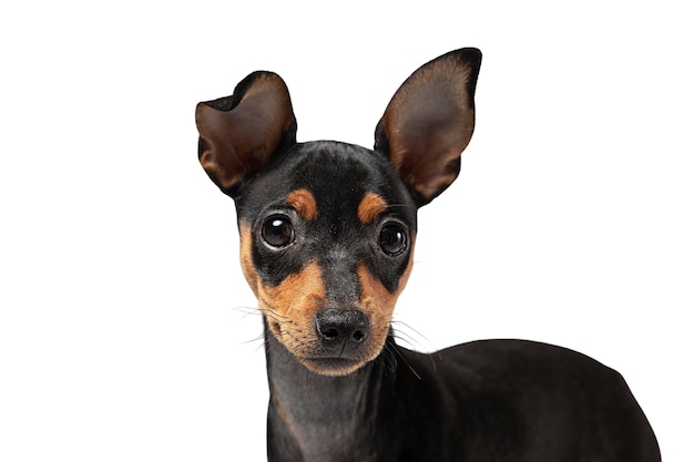 Ritratto di cane carino isolato