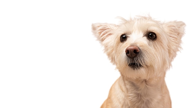 Ritratto di cane carino isolato