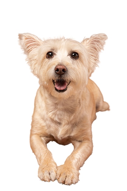 Ritratto di cane carino isolato