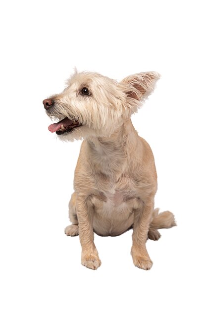 Ritratto di cane carino isolato