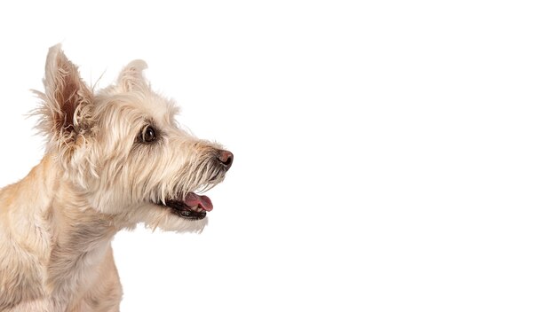 Ritratto di cane carino isolato