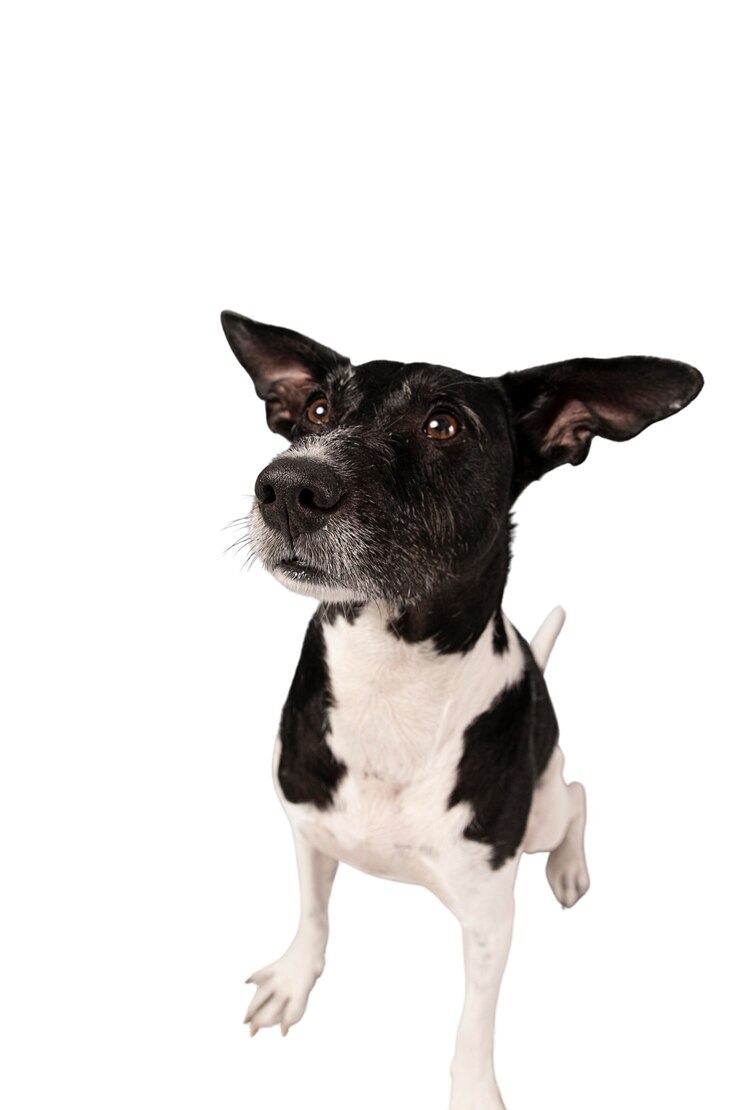 PSD gratuito ritratto di cane carino isolato