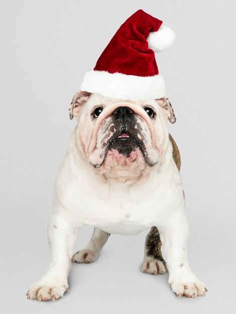 Ritratto di un simpatico cucciolo di Bulldog che indossa un cappello di Babbo Natale